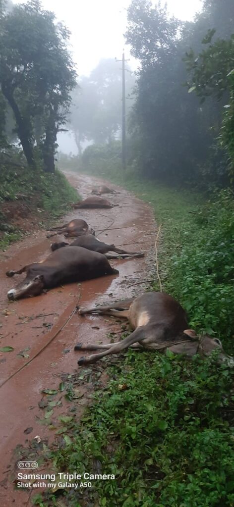 ತುಂಡಾಗಿ ಬಿದ್ದಿದ್ದ ವಿದ್ಯುತ್ ತಂತಿ ತಗುಲಿ  6 ಜಾನುವಾರುಗಳು ಬಲಿ..