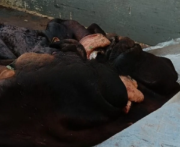 ದನಗಳ್ನು ಹತ್ಯೆಗೈದು ತೋಟದೊಳಗೆ ಮಾಂಸ ತಯಾರಿ : ದಾಳಿ ವೇಳೆ ಓಡಿ ತಪ್ಪಿಸಿಕೊಂಡಿದ್ದ ಐವರ ವಿರುದ್ದ ಪ್ರಕರಣ ದಾಖಲು.