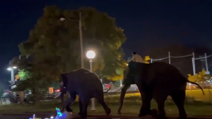 ಮೈಸೂರು ದಸರಾ : ಅರಮನೆಯಲ್ಲಿ ಕಿತ್ತಾಡಿಕೊಂಡ ಆನೆಗಳು, ದಿಕ್ಕಾಪಾಲಾಗಿ ಓಡಿದ ಪ್ರವಾಸಿಗರು..!
