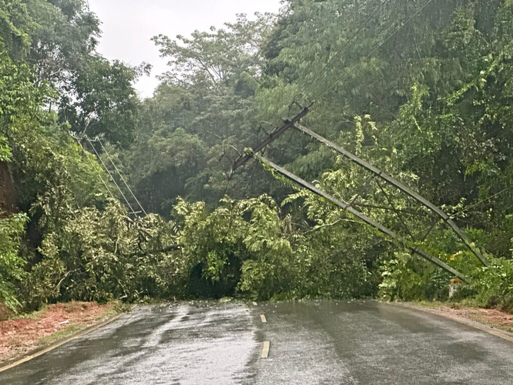 ಆನೆ ಗುಂಡಿ ಬಳಿ ಹೆದ್ದಾರಿಗೆ ಉರುಳಿದ ಬೃಹತ್ ಮರ :ಪುತ್ತೂರು – ಸುಳ್ಯ ರಸ್ತೆ ಸಂಚಾರ ಬಂದ್