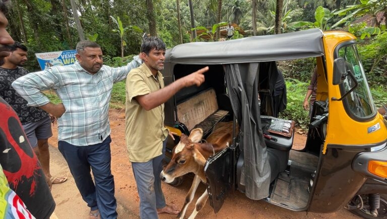 ಪುತ್ತೂರು ಆಟೋ ರಿಕ್ಷಾದಲ್ಲಿ ಅಕ್ರಮ ಗೋಸಾಗಾಟ :ಬಜರಂಗದಳ ಕಾರ್ಯಕರ್ತರಿಂದ ತಡೆ: ಮಹಿಳೆ ಸೇರಿ ಆಟೋ ಚಾಲಕ ಪೋಲಿಸ್ ವಶ.