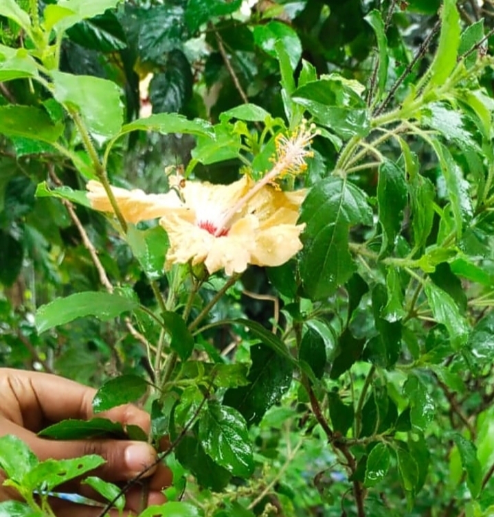 ತುಳಸಿ ಗಿಡದಲ್ಲಿ ಅರಳಿದ ದಾಸವಾಳ ಹೂವು…! ತುಳಸಿ ಗಿಡಕ್ಕೆ ದಾಸವಾಳ ತುರುಕಿಸಿ ಮಂಗ ಮಾಡಿದ ಮನೆಯವರು :ಫೇಕ್ ನ್ಯೂಸ್ ಸತ್ಯವೆಂದು ಭಾವಿಸಿ ಹರಿಬಿಟ್ಟ ಮಾಧ್ಯಮಗಳು