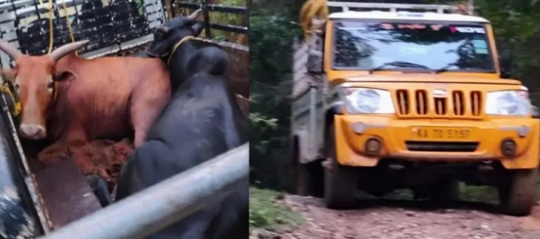ಬೆಳ್ತಂಗಡಿ : ಅಕ್ರಮ ಗೋ ಸಾಗಾಟ ಪತ್ತೆ, 2 ಪಿಕಪ್, 5 ದನ, 4 ಆರೋಪಿಗಳ ಬಂಧನ..!