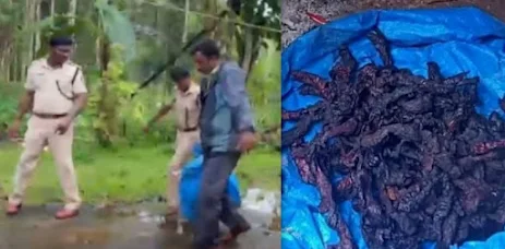 ನೆಲ್ಯಾಡಿ: ಕಾಡುಕೋಣ ಭೇಟೆಯಾಡಿದವರ ಮನೆಗೆ ದಾಳಿ ನಡೆಸಿದ ಅರಣ್ಯಾಧಿಕಾರಿಗಳು : ಬೇಯಿಸಿಟ್ಟ ಮಾಂಸ ವಶಕ್ಕೆ,ಆರೋಪಿಗಳು  ಪರಾರಿ.