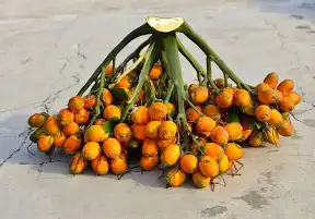 ಅಡಿಕೆ ಕ್ಯಾನ್ಸರ್‌ಕಾರಕವಲ್ಲ 