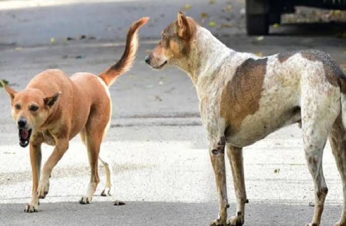 ಗುರುಂಪು ಬಳಿ  ವಿದ್ಯಾರ್ಥಿನಿಯ ಮೇಲೆ ಬೀದಿ ನಾಯಿ ದಾಳಿ