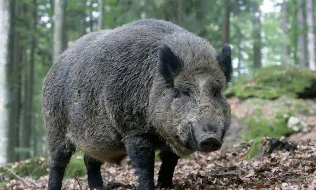 ದುಗಲಡ್ಕ: ಕಾಡುಹಂದಿ ತಿವಿದು ರಬ್ಬರ್ ಟ್ಯಾಪರ್ ಗಂಭೀರ