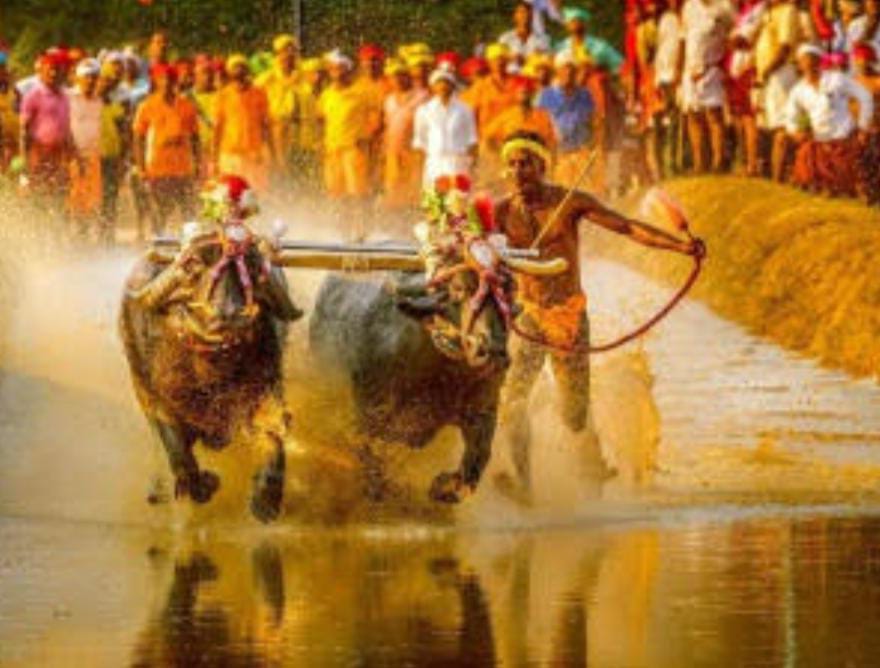 ಕರಾವಳಿಯ ಪ್ರತಿ ಕಂಬಳಕ್ಕೂ 5 ಲಕ್ಷ ರೂ. ನೀಡಲು ಸರಕಾರ ಆದೇಶ