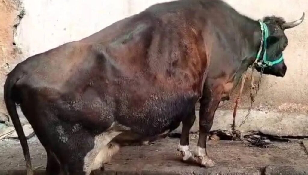 ರಸ್ತೆಯಲ್ಲಿ ಮಲಗಿದ್ದ ಮೂರು ಹಸುಗಳ ಕೆಚ್ಚಲು ಕೊಯ್ದು ವಿಕೃತಿ ಮೆರೆದ ದುರುಳರು