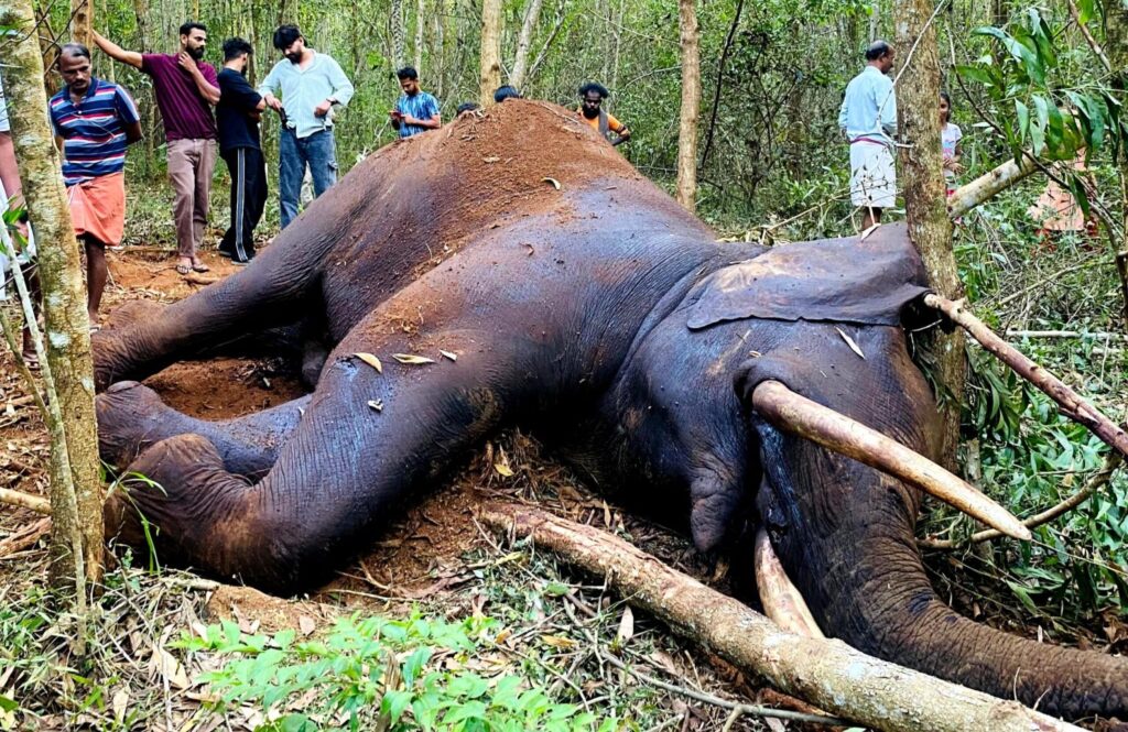 ಸುಳ್ಯ : ಮಂಡೆಕೋಲು ಬಳಿಯ ಕಾಡಿನಲ್ಲಿ ಗಂಡಾನೆ ಮೃತದೇಹ ಪತ್ತೆ