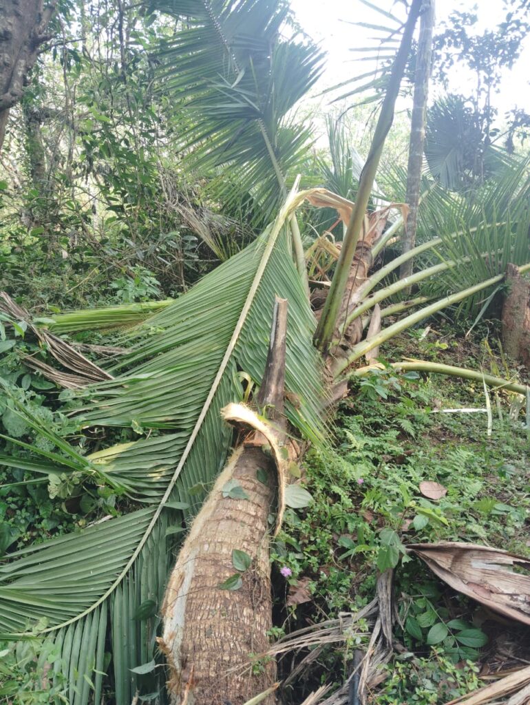 ಸುಳ್ಯ ತಾಲೂಕಿನ ಕುಕ್ಕಂದೂರು ಪರಿಸರದಲ್ಲಿ ನಿನ್ನೆ ರಾತ್ರಿ ಕಾಡಾನೆ ದಾಳಿ. ತೆಂಗು, ಬಾಳೆ, ಅಡಿಕೆ ಮರಗಳು ನಾಶ.