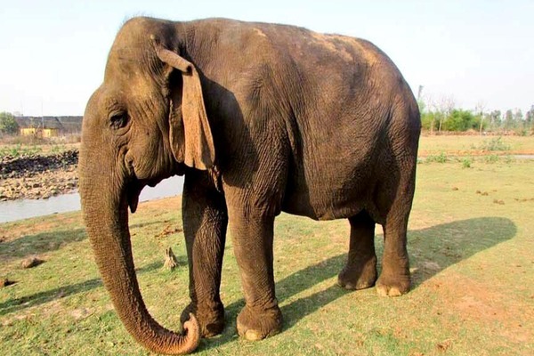 ಏಷಿಯಾದ ಅತ್ಯಂತ ಹಿರಿಯ ಆನೆ ‘ವತ್ಸಲಾ’ ನಿಧನ
