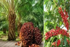 ಕನಕಮಜಲಿನಲ್ಲಿ ಕೃಷಿ ಜಾಗೃತಿಗಾಗಿ ವಿಶೇಷ ಕಾರ್ಯಾಗಾರ