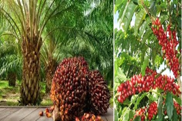 ಕನಕಮಜಲಿನಲ್ಲಿ ಕೃಷಿ ಜಾಗೃತಿಗಾಗಿ ವಿಶೇಷ ಕಾರ್ಯಾಗಾರ