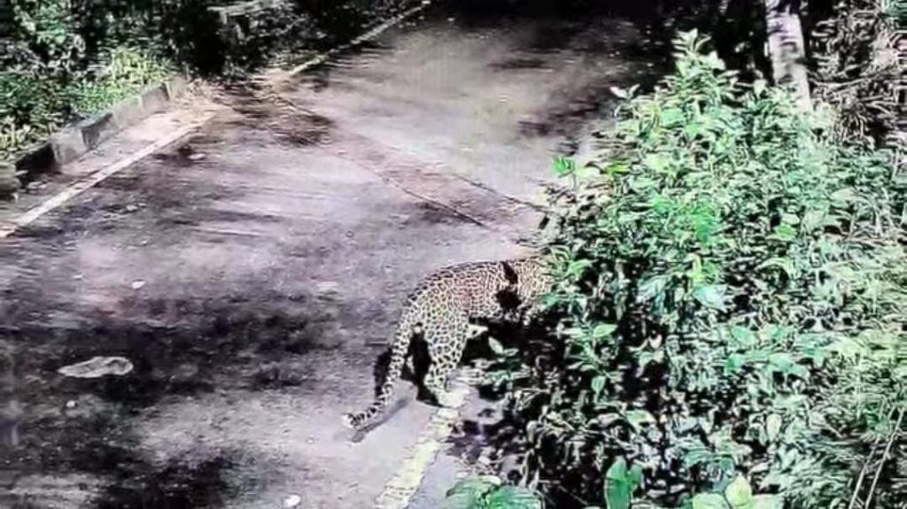 ಐಐಟಿ ಬಾಂಬೆ ಆವರಣದಲ್ಲಿ ಕಾಣಿಸಿಕೊಂಡ ಚಿರತೆ: ಸಿಸಿಟಿವಿಯಲ್ಲಿ ದೃಶ್ಯ ಸೆರೆ