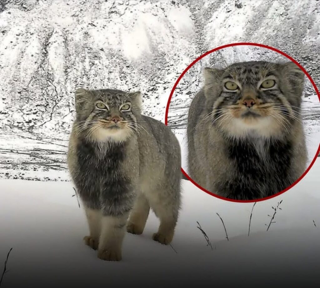 ಅರುಣಾಚಲ ಪ್ರದೇಶದಲ್ಲಿ ಮೊದಲ ಬಾರಿಗೆ ಅಪರೂಪದ ಪಲ್ಲಾಸ್ ಬೆಕ್ಕು ಪತ್ತೆ