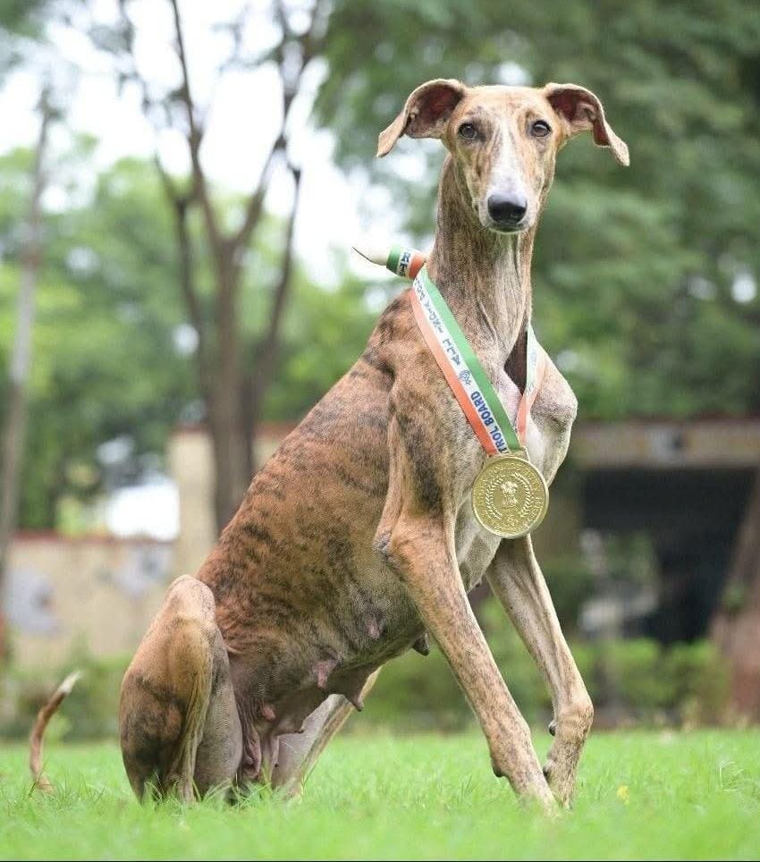 ರಾಷ್ಟ್ರೀಯ ಏಕತಾ ದಿನದ ಪರೇಡ್ನಲ್ಲಿ ಕರ್ನಾಟಕದ ಮುಧೋಳ ಶ್ವಾನ – ದೇಶೀ ಶ್ವಾನ ಪಡೆ ಕೌಶಲ್ಯ ಪ್ರದರ್ಶನ