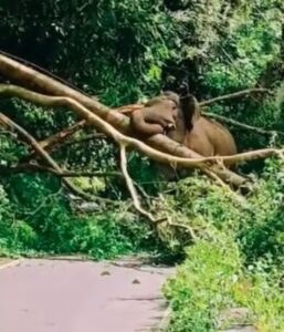 ಮರ ಬೀಳಿಸಿ ರೋಡ್‌ ಬ್ಲಾಕ್ ಮಾಡಿದ ಕಬಾಲಿ: ಕಾಡಾನೆ ದರ್ಬಾರ್‌ಗೆ 18 ಗಂಟೆ ಹೆದ್ದಾರಿ ಬಂದ್