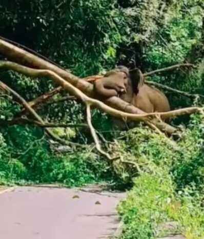 ಮರ ಬೀಳಿಸಿ ರೋಡ್‌ ಬ್ಲಾಕ್ ಮಾಡಿದ ಕಬಾಲಿ: ಕಾಡಾನೆ ದರ್ಬಾರ್‌ಗೆ 18 ಗಂಟೆ ಹೆದ್ದಾರಿ ಬಂದ್