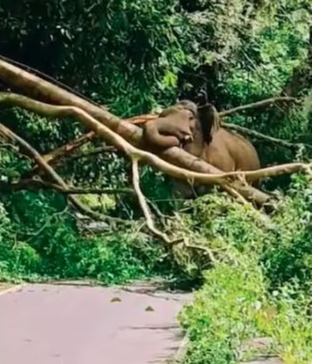 ಮರ ಬೀಳಿಸಿ ರೋಡ್‌ ಬ್ಲಾಕ್ ಮಾಡಿದ ಕಬಾಲಿ: ಕಾಡಾನೆ ದರ್ಬಾರ್‌ಗೆ 18 ಗಂಟೆ ಹೆದ್ದಾರಿ ಬಂದ್