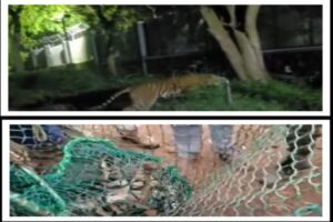 ಹುಣಸೂರಿನಲ್ಲಿ ಆಪರೇಷನ್ ಟೈಗರ್ ಸಕ್ಸಸ್: ಹೆಣ್ಣು ಹುಲಿ ಮತ್ತು ನಾಲ್ಕು ಮರಿಗಳನ್ನು ಸೆರೆ ಹಿಡಿದ ಅರಣ್ಯ ಇಲಾಖೆ