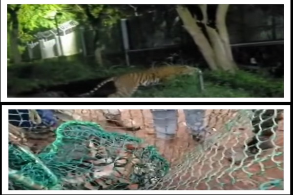 ಹುಣಸೂರಿನಲ್ಲಿ ಆಪರೇಷನ್ ಟೈಗರ್ ಸಕ್ಸಸ್: ಹೆಣ್ಣು ಹುಲಿ ಮತ್ತು ನಾಲ್ಕು ಮರಿಗಳನ್ನು ಸೆರೆ ಹಿಡಿದ ಅರಣ್ಯ ಇಲಾಖೆ